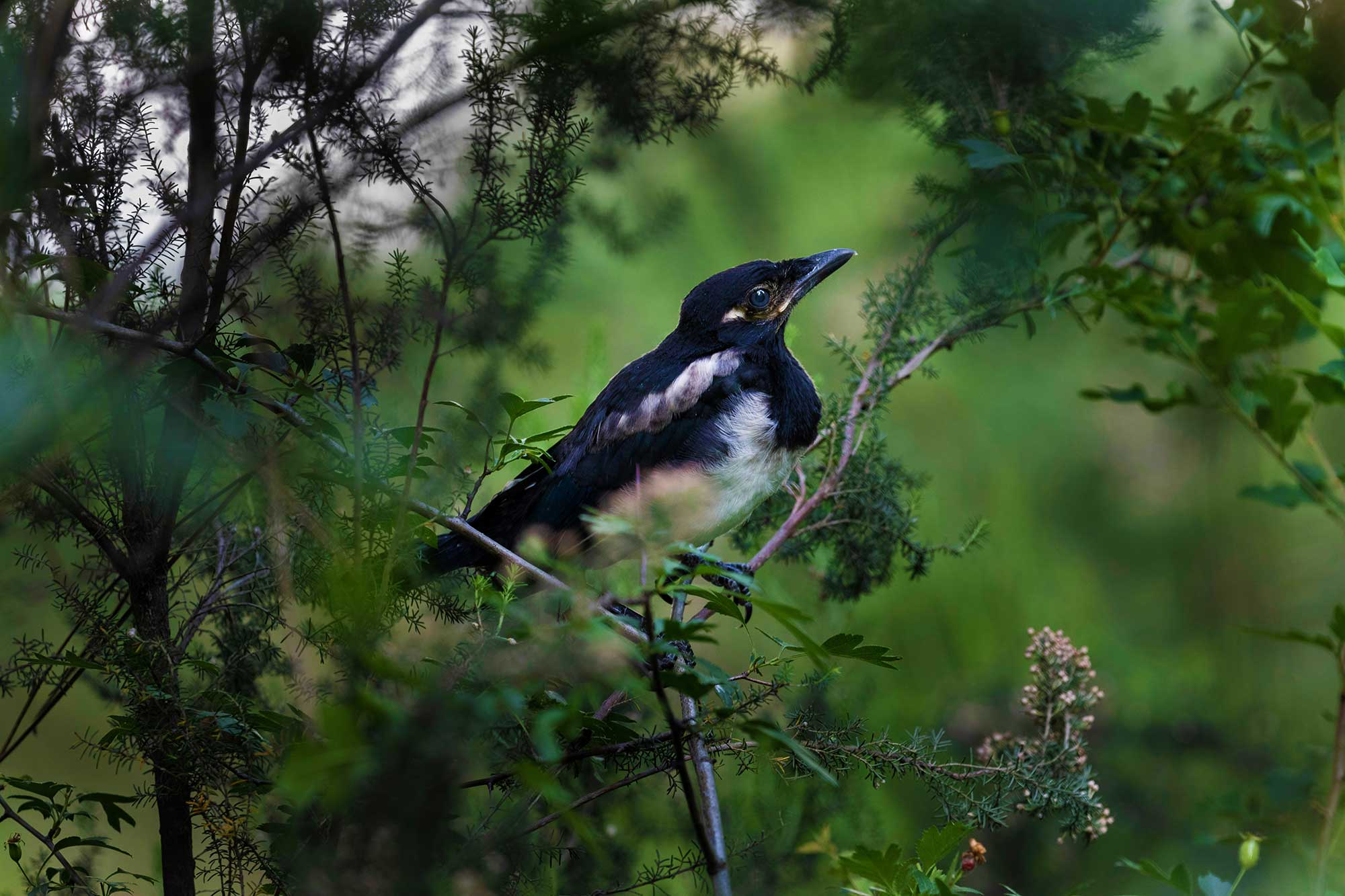 Learning to Love the World, One Crow At a Time